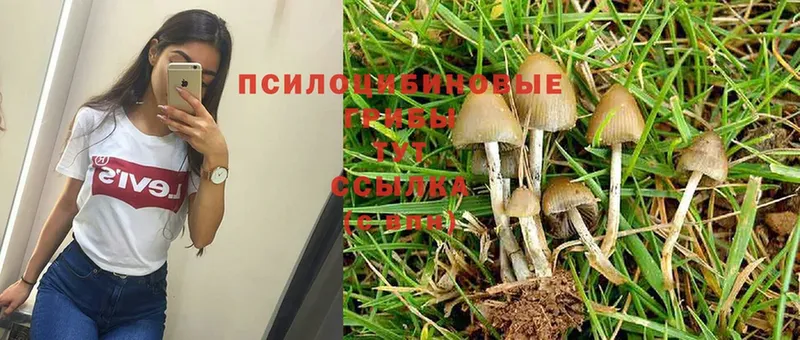 Псилоцибиновые грибы Magic Shrooms  Константиновск 